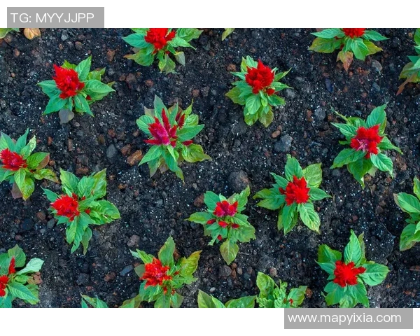 专访刘丽：探寻网球界的成功秘诀与奋斗历程